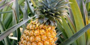 Fresh Pineapple