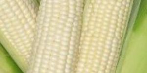 Fresh White Corn