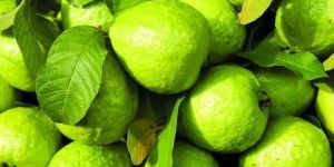Fresh Guava