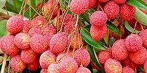 Fresh Litchi