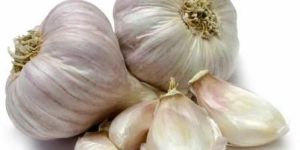 Fresh Garlic