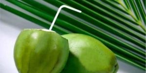 Green Coconut