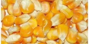 Yellow Maize Seeds