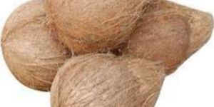 Semi Husked Brown Coconut