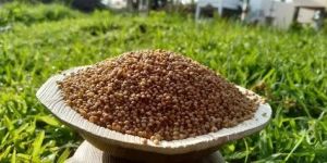 Unpolished Kodo Millet Rice