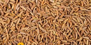 Cumin Seed