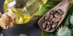 Castor Seed Oil