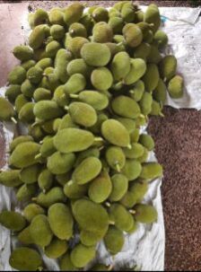 Jackfruit
