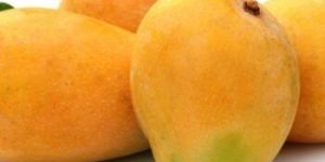 Langra Mango