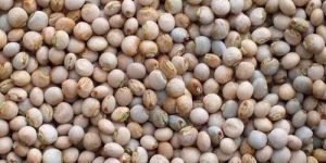 Pigeon Peas