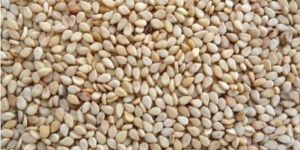 Sesame Seeds