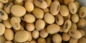 Soya Beans