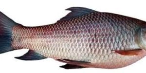 Rohu Fish