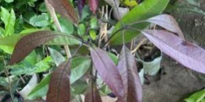 Black Mango Plant