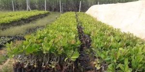 Cashew Nut Plant