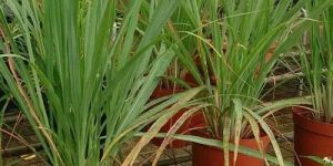 Lemon Grass Plant