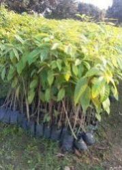 Mahogany Plant