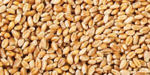 Whole Wheat Grain