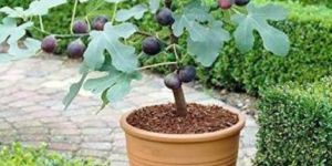 Fig Plant