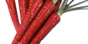 Red Carrot