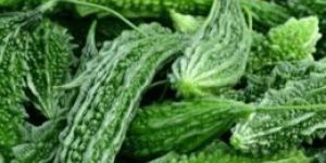 Fresh Bitter Gourd