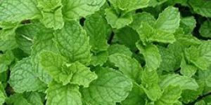 Fresh Mint Leaves