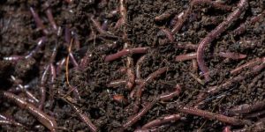 Vermicompost
