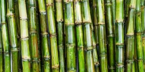 Sugarcane