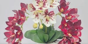 Cymbidium Orchids