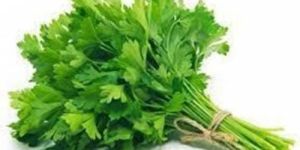 Fresh Coriander