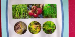 Spark Eco Friendly Fungicide