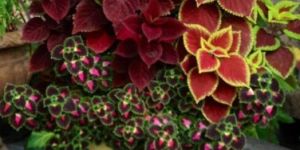 Coleus Extracts