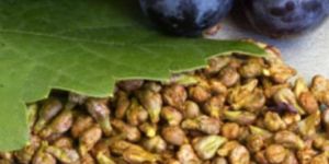 Grape Seed Extract