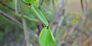 Gymnema Extract