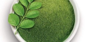 Moringa Oleifera Extract