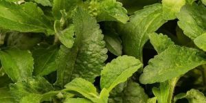 Stevia Contract Farming