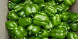 Fresh Green Capsicum