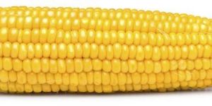 Yellow Corn