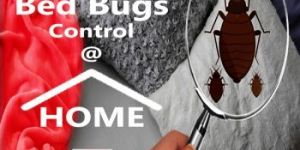 Bed Bug Pest Control
