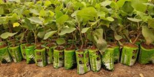 Anjeer Plant