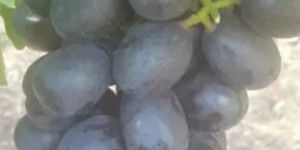 Fresh Black Grapes