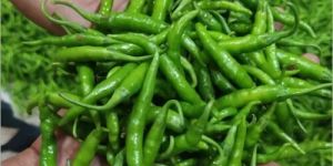 Fresh Green Chilli