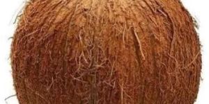 Brown Husked Coconut