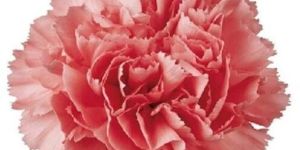 Carnation Flower