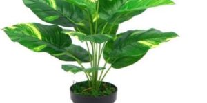 SPOTTED BETEL Artificial Plants