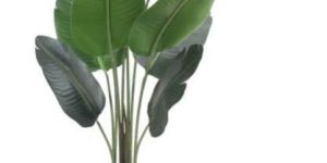 2022 C Traveller Palm Plant