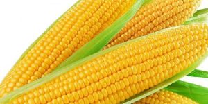 Yellow Corn
