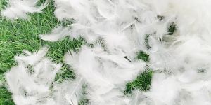White Duck Feather