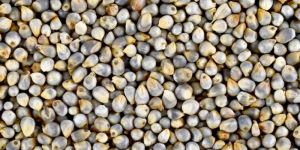 Millet Seed