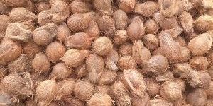 Semi Husked Coconuts